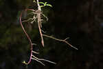 White panicle aster